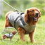 Dog Winter Jacket with Built-In Harness – Waterproof, Reflective & Warm